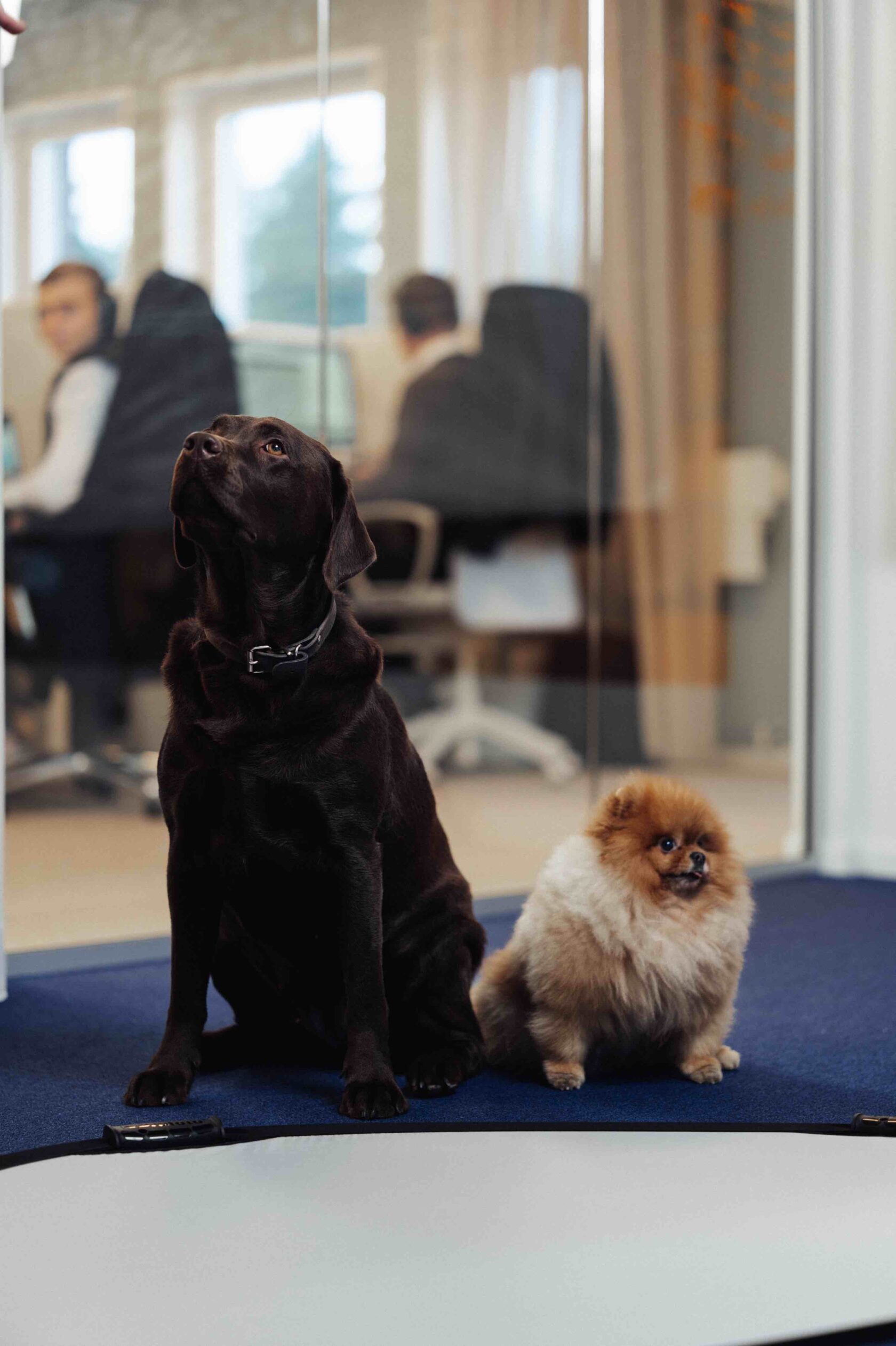 En svart labrador och en liten fluffig hund sitter på ett blått golv i ett kontorsrum.